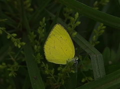 Eurema laeta