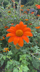 Tithonia rotundifolia