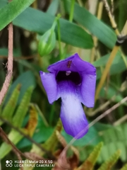 Torenia concolor