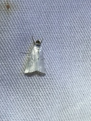 Argyria gonogramma