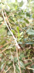 Macroglossum stellatarum