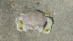 Matuta victor