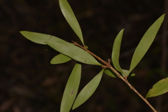 Persoonia
