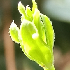Macroglossum stellatarum
