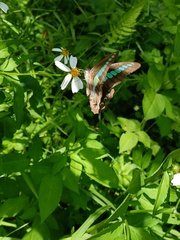 Graphium sarpedon connectens