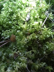 Plagiomnium cuspidatum