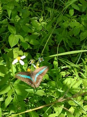 Graphium sarpedon connectens