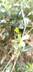 Macroglossum stellatarum