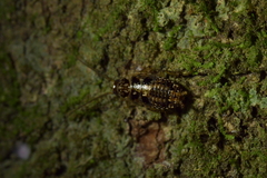 Parellipsidion latipenne