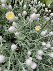 Syncarpha argyropsis