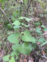 Aristolochia clematitis