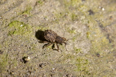 Phrynixus astutus