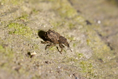 Phrynixus astutus
