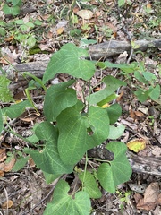 Aristolochia clematitis