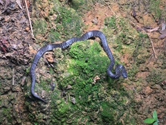 Pareas margaritophorus