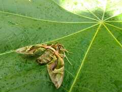 Daphnis nerii