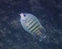 Abudefduf bengalensis