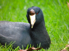 Fulica americana columbiana