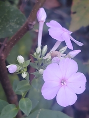 Phlox paniculata