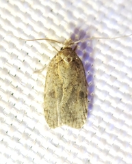 Agonopterix thelmae