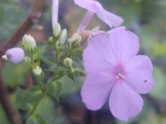 Phlox paniculata