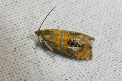 Olethreutes arcuella