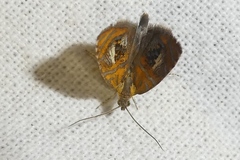 Olethreutes arcuella