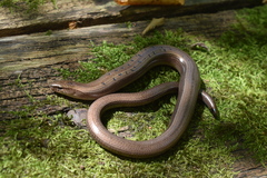 Anguis colchica
