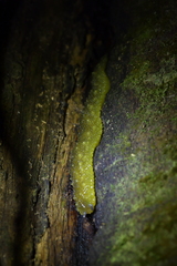 Athoracophorus papillatus