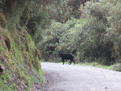 Tapirus pinchaque