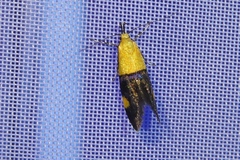 Oecophora bractella
