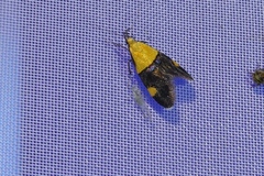 Oecophora bractella