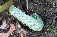 Melanchra persicariae