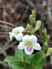 Asystasia intrusa