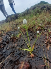 Eriocaulaceae