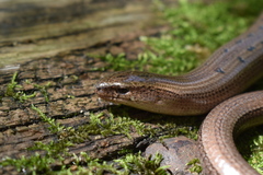 Anguis colchica