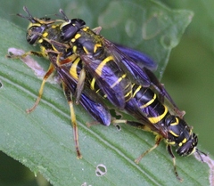 Spilomyia sayi
