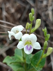 Asystasia intrusa