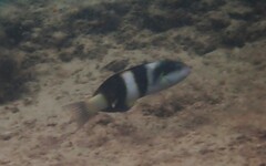 Thalassoma nigrofasciatum
