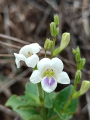 Asystasia intrusa