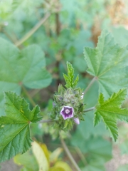 Malva verticillata