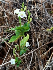 Asystasia intrusa