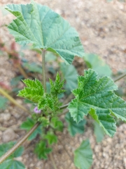Malva verticillata