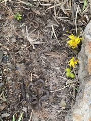 Lycodonomorphus rufulus