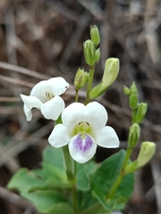 Asystasia intrusa