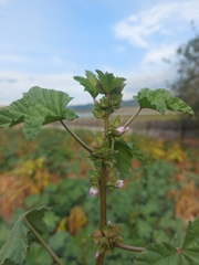 Malva verticillata