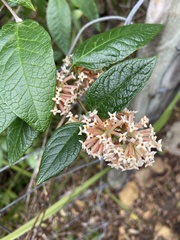Buddleja salviifolia