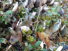 Peltigera aphthosa