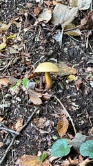 Suillellus luridus