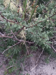 Asparagus rubicundus